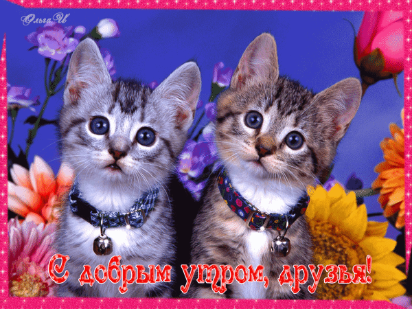 Милые котята с бубенчиками на фоне цветов. Поздравительная картинка с надписью «С добрым утром, друзья!» для душевного пожелания хорошего дня. Анимированная открытка С добрым утром друзья Милое поздравительное изображение с двумя очаровательными полосатыми котятами. Маленькие котята с большими голубыми глазами сидят на фоне ярких цветов: подсолнухов и фиалок. На котятах надеты декоративные ошейники с бубенчиками. На картинке нанесена праздничная надпись на русском языке: «С добрым утром, друзья!»