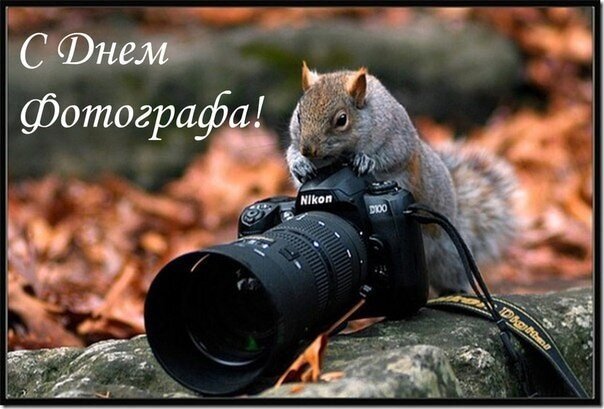 Поздравление с Днем фотографа: милая белка с фотоаппаратом Nikon на фоне осеннего леса. Красивая тематическая открытка для всех любителей фотографии! Открытка С Днем Фотографа! Милая открытка к Дню фотографа с изображением пушистой белки, которая «держит» профессиональный зеркальный фотоаппарат Nikon. Уютный осенний фон с опавшими листьями и камнями создает теплую атмосферу. Идеальное тематическое поздравление для любителей фотографии, фотографов и ценителей природы