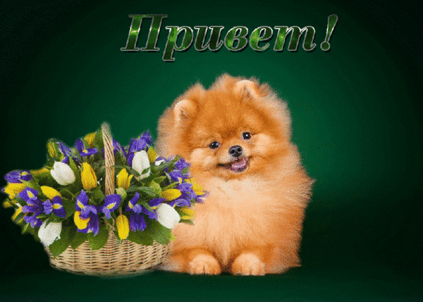 Милый пушистый шпиц с корзиной цветов и надписью «Привет!» на зеленом фоне. Идеальная картинка для добрых пожеланий и открыток. Анимированная открытка Привет! рабочий стол кошки и собаки Милая и пушистая собака породы померанский шпиц сидит рядом с красивой корзиной ярких цветов на темно-зеленом фоне. На изображении видна надпись «Привет!» курсивом с зеленым градиентом