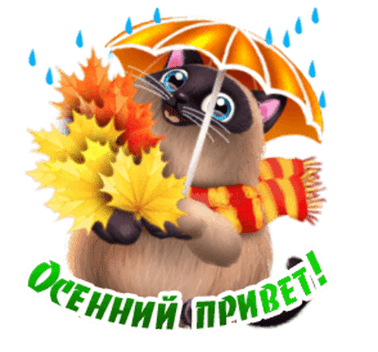 Милый сиамский котенок с осенними листьями, в шарфе и под зонтиком. Картинка с надписью «Осенний привет!» для уютного осеннего настроения. Анимированная открытка Осенний привет! Милая рисованная иллюстрация с сиамским котенком в осеннем стиле. Маленький котик одет в теплый красно-желтый полосатый шарф и держит в лапках большой букет ярких осенних кленовых листьев. Над котенком раскрыт желтый зонтик, под которым капает дождь. В нижней части изображения расположена надпись на русском языке зелеными буквами: Осенний привет!
