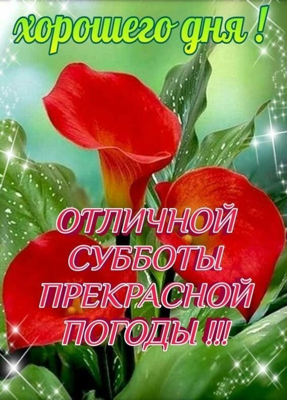 Красивые красные каллы с пожеланием отличной субботы и прекрасной погоды. Яркая открытка для добрых пожеланий в субботу в WhatsApp и соцсетях. Открытка Отличной Субботы! Прекрасной погоды! Красочное поздравительное изображение с яркими красными каллами на зеленом фоне. На картинке размещен праздничный текст на русском языке: «Хорошего дня! Отличной субботы, прекрасной погоды!!!»