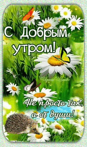 Доброе утро! Красивая открытка с ромашками, бабочками и милым ежиком. Душевное пожелание хорошего утра для WhatsApp и соцсетей. Анимированная открытка С добрым утром! Красивая поздравительная открытка с пожеланием доброго утра. На изображении запечатлена солнечная летняя поляна с белыми ромашками, яркими бабочками и милым ежиком. На картинке размещен текст на русском языке: 