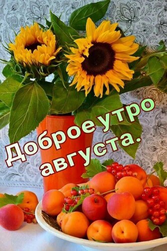Доброе утро! Яркая летняя открытка с подсолнухами и спелыми абрикосами. Теплое пожелание доброго августа для хорошего настроения. Открытка Доброе утро августа. Красивая открытка с пожеланием доброго утра в августе. На изображении представлен яркий букет подсолнухов в оранжевой вазе и аппетитная тарелка спелых абрикосов с красной смородиной. Теплая летняя композиция, передающая атмосферу августа, солнечного света и изобилия природы