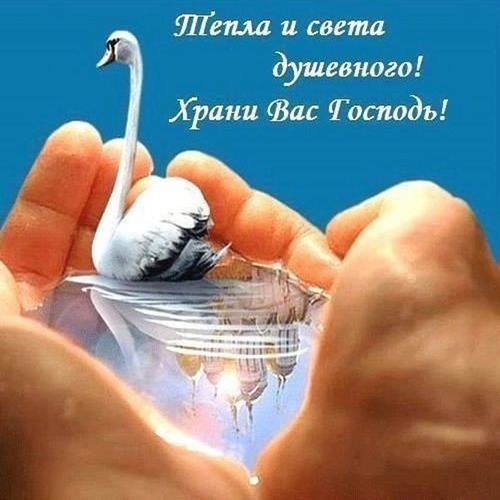 Душевная открытка с лебедем и пожеланием: «Тепла и света душевного! Храни Вас Господь!». Картинка для добрых пожеланий, веры и духовной поддержки. Открытка Тепла и света душевного! Храни Вас Господь! Красивая вдохновляющая открытка с изображением белого лебедя, бережно держащегося в ладонях человека. На фоне чистого голубого неба размещена надпись на русском языке: Тепла и света душевного! Храни Вас Господь!. Изображение символизирует заботу, божественное покровительство, чистоту души и душевный покой