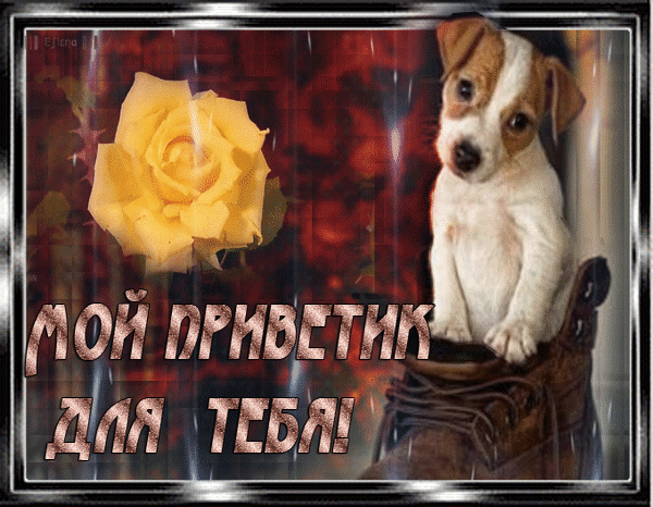Милая открытка с белым щенком, желтой розой и надписью «Мой приветик для тебя!». Идеально для доброго приветствия и пожеланий близким. Анимированная открытка Мой приветик для тебя! Красивая поздравительная открытка с милым белым щенком и крупным желтым цветком розы. На изображении присутствует надпись на русском языке: «Мой приветик для тебя!»