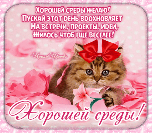 Милая открытка с котенком и пожеланием хорошей среды. Вдохновляющая картинка для отправки друзьям и близким в мессенджерах для поднятия настроения. Анимированная открытка Хорошей среды! Открытка с милым котенком в красном банте на фоне розовых лепестков роз. На изображении вдохновляющая надпись на русском языке: Хорошей среды желаю! Пусть этот день вдохновляет на встречи, проекты, идеи, жилось чтоб еще веселее!