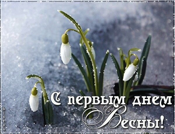 Поздравление с первым днем весны: нежные белые подснежники пробиваются сквозь снег. Красивая открытка для пожелания весны и тепла! Открытка С первым днем Весны! Красивое поздравительное изображение с первыми весенними цветами. На фоне мягкого снега пробиваются нежные белые подснежники с зелеными стеблями. На картинке нанесена праздничная надпись на русском языке: С первым днем Весны!, выполненная изящным белым шрифтом с эффектом мерцания