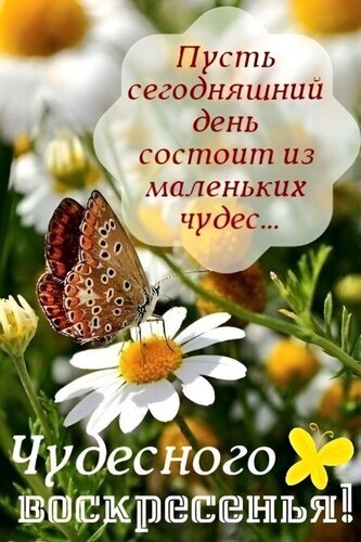 Открытка «Чудесного воскресенья!» с бабочкой и ромашкой. Пожелание, чтобы день состоял из маленьких чудес. Красивая картинка для поздравления в соцсетях. Открытка Пусть сегодняшний день состоит из маленьких чудес... Чудесного воскресенья! Красивая поздравительная открытка с изображением бабочки на цветке ромашки. На картинке наложен текст на русском языке: «Пусть сегодняшний день состоит из маленьких чудес... Чудесного воскресенья!». Фон выполнен в светлых весенних тонах с размытыми полевыми цветами, создавая атмосферу уюта, радости и вдохновения