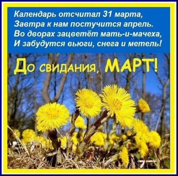 Весенняя открытка «До свидания, март!». На фото — цветущая мать-и-мачеха под голубым небом и трогательное стихотворение о приходе апреля. Открытка До свидания, Март! Красочное поздравительное изображение, посвященное окончанию марта и приходу весны. На фоне яркого голубого неба крупным планом изображены распускающиеся ярко-желтые цветы мать-и-мачехи. В верхней части картинки расположен поэтичный текст на русском языке: «Календарь отсчитал 31 марта, Завтра к нам постучится апрель. Во дворах зацветет мать-и-мачеха, И забудутся вьюги, снега и метель!». В центре композиции крупная надпись золотистыми буквами: «ДО СВИДАНИЯ, МАРТ!»