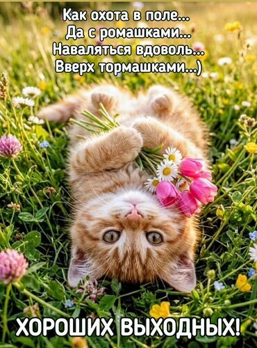 Милая открытка с рыжим котенком и цветами. Пожелание хороших выходных с забавным стишком. Идеально для мессенджеров и соцсетей для поднятия настроения! Открытка Хороших выходных Милая и уютная открытка с рыжим котенком, лежащим на спине в поле среди полевых цветов. Котенок держит лапками букетик ромашек и розовых тюльпанов. На картинке расположен вдохновляющий текст на русском языке: «Как охота в поле... Да с ромашками... Наваляться вдоволь... Вверх тормашками...» и пожелание «Хороших Выходных!». Идеально подходит для отправки друзьям и близким в мессенджерах (WhatsApp, Viber) или соцсетях для создания позитивного настроения в субботу и воскресенье