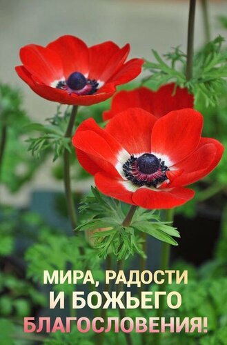 Яркие красные анемоны с пожеланием: «Мира, радости и Божьего благословения!». Красивая открытка для добрых пожеланий и духовной поддержки. Открытка Мира, радости и божьего благословения! Красивое изображение ярко-красных цветов анемонов с темной сердцевиной на фоне сочной зеленой листвы. На картинке нанесена поздравительная надпись на русском языке: «МИРА, РАДОСТИ И БОЖЬЕГО БЛАГОСЛОВЕНИЯ!»