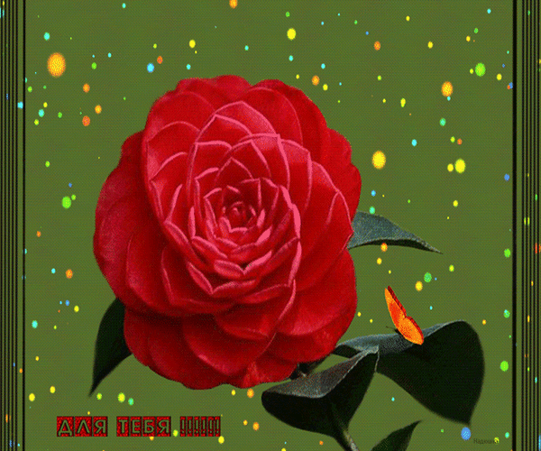 Красивая красная роза с бабочкой и мерцающими огоньками на зеленом фоне. Поздравительная открытка с надписью «ДЛЯ ТЕБЯ!!!!» для близких и любимых. Анимированная открытка Для тебя! Красивое и эмоциональное изображение ярко-красного цветка, напоминающего розу или камелию, на мягком зеленом фоне. Лепестки цветка прорисованы детально, создавая ощущение объема и нежности. Вокруг цветка парят мерцающие золотистые и разноцветные огоньки, создавая волшебную, праздничную атмосферу. Справа на листе сидит маленькая оранжевая бабочка, добавляя композиции жизни и легкости