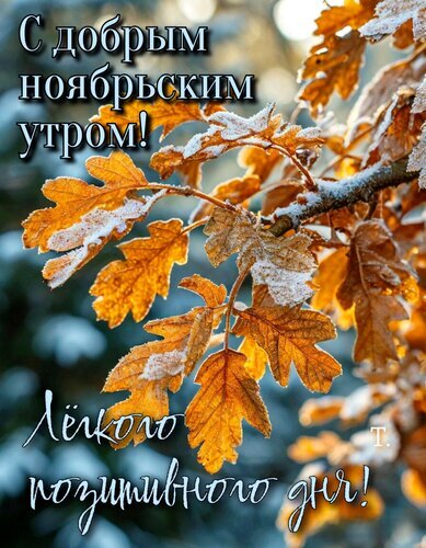 Осенняя открытка «С добрым ноябрьским утром!». Изображение дубовых листьев с инеем и пожелание легкого позитивного дня. Идеально для утренних поздравлений. Открытка С добрым ноябрьским утром! Позитивного дня! Красивая осенняя открытка с изображением веток дуба, покрытых инеем. На фоне золотистых и коричневых листьев расположен поздравительный текст на русском языке: «С добрым ноябрьским утром! Легкого позитивного дня!»