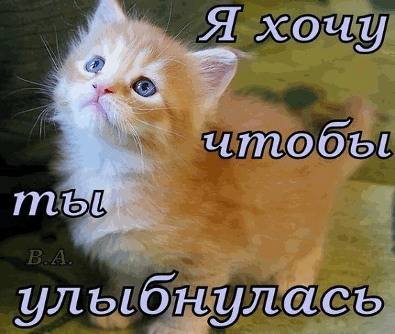 Милый рыжий котенок с надписью «Я хочу, чтобы ты улыбнулась». Трогательная картинка-открытка, чтобы поднять настроение и вызвать улыбку. Открытка Я хочу чтобы ты улыбнулась Милая и трогательная картинка с рыжим пушистым котенком, смотрящим вверх. На изображении нанесен текст на русском языке: 