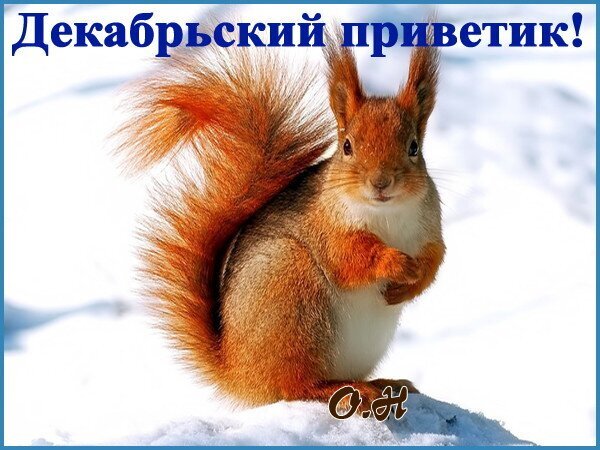 Милая рыжая белка на снегу с надписью «Декабрьский приветик!». Красивая зимняя открытка для поздравлений и создания праздничного настроения. Открытка Декабрьский привет! Красивое и уютное зимнее изображение рыжей белки на фоне пушистого белого снега. На картинке красуется надпись синим цветом «Декабрьский приветик!», что делает это фото идеальной открыткой для поздравления с началом зимы. Белка запечатлена крупным планом, видна детальная текстура ее рыжей шерсти и пушистого хвоста
