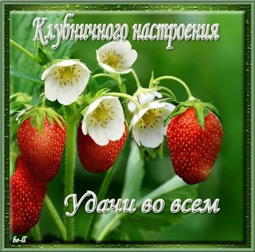 Яркая открытка с клубникой и пожеланиями: «Клубничного настроения» и «Удачи во всем». Позитивное изображение для поднятия настроения и добрых пожеланий. Открытка Клубничного настроения удачи во всем Красочное изображение спелой клубники и белых цветов на зеленом фоне. На картинке нанесен поздравительный текст на русском языке: «Клубничного настроения» и «Удачи во всем». Идеальное изображение для отправки в мессенджерах и социальных сетях в качестве позитивного пожелания, открытки или статуса для поднятия настроения