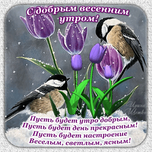 Поздравительная открытка С добрым весенним утром!: фиолетовые тюльпаны, милые птицы и теплые пожелания хорошего дня и светлого настроения. Анимированная открытка С добрым весенним утром! Красочная поздравительная открытка к весеннему утру. На изображении представлены нежные фиолетовые тюльпаны и две очаровательные синицы на фоне мягкого зимне-весеннего пейзажа. На картинке размещен душевный текст на русском языке: С добрым весенним утром! Пусть будет утро добрым, Пусть будет день прекрасным! Пусть будет настроение Веселым, светлым, ясным!
