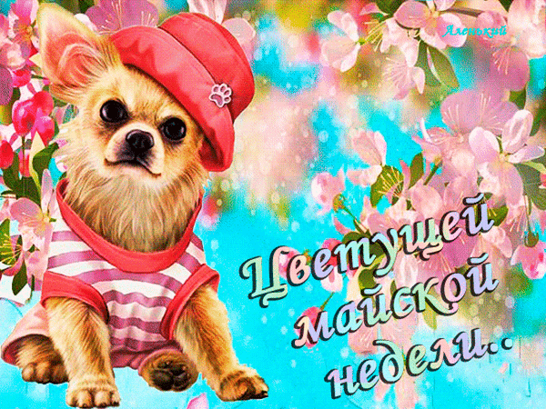 Милая открытка с чихуахуа в кепке на фоне весенних цветов. Поздравление с цветущей майской неделей в ярком и позитивном стиле. Анимированная открытка Цветущей майской недели! Милая открытка с изображением очаровательного чихуахуа в красной кепке и полосатой одежде на фоне весенних розовых цветов. Яркая и позитивная иллюстрация, идеально подходящая для поздравления с началом мая. Картинка наполнена весенним настроением, нежными цветочными оттенками и праздничной атмосферой цветущей майской недели