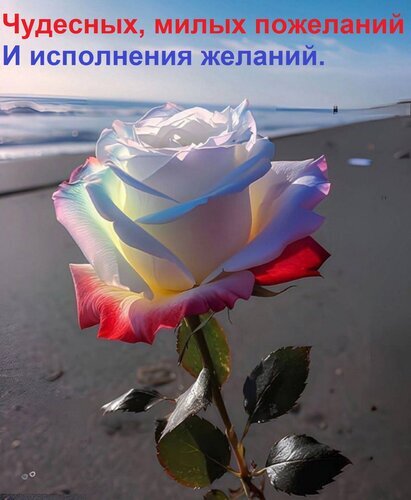 Открытка с красивой розой на фоне моря и пожеланием исполнения желаний. Идеально для добрых пожеланий и душевных поздравлений в соцсетях. Открытка Чудесных, милых пожеланий и исполнения желаний. Красивая открытка с изображением крупным планом одной нежной розы нежных оттенков (белого, розового и лавандового) на фоне спокойного морского пляжа. На изображении расположена вдохновляющая надпись на русском языке: Чудесных, милых пожеланий И исполнения желаний