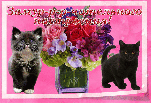 Милая поздравительная открытка с котятами и цветами. Надпись «Замур-р-р-чательного настроения!» на розовом фоне. Идеально для поднятия настроения! Анимированная открытка Замурчательного настроения! Красочное поздравительное изображение в розовых тонах с милыми котятами и роскошным букетом цветов. На картинке изображены пушистый темный котенок слева, элегантный черный котенок справа и пышная композиция из розовых роз и фиолетовых альстромерий в вазе. Сверху расположена яркая надпись на русском языке «Замур-р-р-чательного настроения!», создающая игривую и позитивную атмосферу Милая поздравительная открытка с котятами и цветами. Надпись «Замур-р-р-чательного настроения!» на розовом фоне. Идеально для поднятия настроения! Анимированная открытка Замурчательного настроения! Красочное поздравительное изображение в розовых тонах с милыми котятами и роскошным букетом цветов. На картинке изображены пушистый темный котенок слева, элегантный черный котенок справа и пышная композиция из розовых роз и фиолетовых альстромерий в вазе. Сверху расположена яркая надпись на русском языке «Замур-р-р-чательного настроения!», создающая игривую и позитивную атмосферу