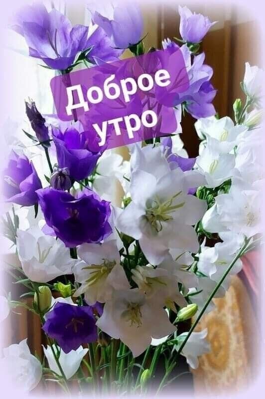 Открытка «Доброе утро» с красивым букетом бело-фиолетовых колокольчиков. Нежное пожелание хорошего дня для WhatsApp и соцсетей. Открытка Доброе утро! Красивая и нежная открытка с букетом белоснежных и насыщенно-фиолетовых колокольчиков. На изображении расположена надпись на русском языке «Доброе утро», написанная стильным белым шрифтом на фиолетовых плашках. Цветы выглядят свежими и объемными, создавая весеннее и позитивное настроение