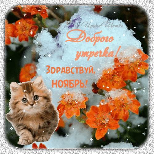 Милая открытка с котенком и оранжевыми цветами. Надпись: «Доброго уперка! Здравствуй, ноябрь!». Теплое осеннее приветствие в зимнем стиле. Анимированная открытка Доброе утречко! Здравствуй, Ноябрь! Красивая поздравительная открытка к ноябрю с изображением милого пушистого котенка и ярких оранжевых цветов на фоне снега. На картинке надпись на русском языке: Доброго уперка! Здравствуй, ноябрь!