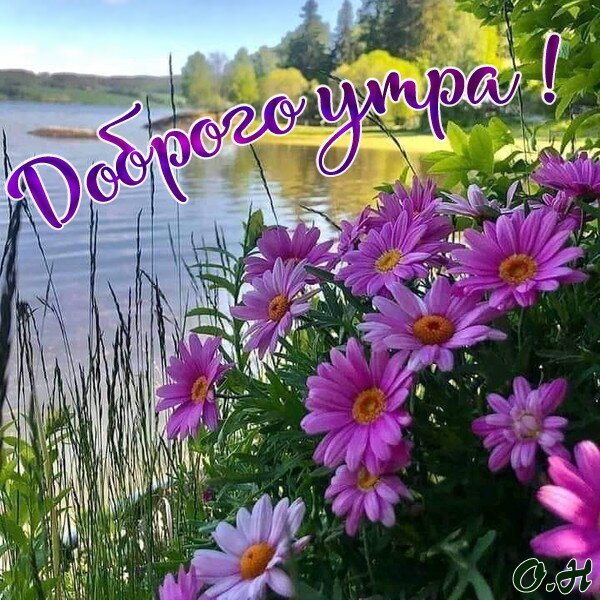 Пожелание «Доброго утра!» с красивыми фиолетовыми цветами на фоне живописного озера и летнего пейзажа. Идеальная открытка для доброго утра. Открытка Доброго утра! Красивое поздравительное изображение с надписью «Доброго утра!» на фоне живописного летнего пейзажа. На переднем плане изображен пышный букет нежно-фиолетовых и розовых астр с ярко-желтыми сердцевинами. Цветы растут у кромки спокойного озера или реки, в которой отражается мягкий солнечный свет. На заднем плане видны зеленые берега, деревья и чистое небо