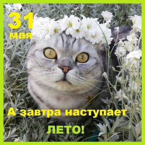 Милый серый кот в венке из белых цветов с надписью: «31 мая. А завтра наступает ЛЕТО!». Атмосферная картинка в ожидании летнего сезона. Открытка А завтра наступает лето! Милое изображение с пушистым серым котом, украшенным венком из белых цветов. На картинке наложен текст на русском языке: «31 мая. А завтра наступает ЛЕТО!». Изображение передает атмосферу весеннего ожидания, уюта и радости от приближения летнего сезона
