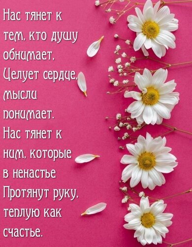 Трогательная открытка с ромашками и душевными словами о любви, поддержке и близких людях. Красивое изображение для выражения теплых чувств. Открытка Нас тянет к тем, кто душу обнимает, целует сердце, мысли понимает... Красивая открытка с нежными белыми ромашками на ярко-розовом фоне. На изображении размещен трогательный текст о душе, любви и поддержке близких людей. Идеальное изображение для выражения теплых чувств, душевного тепла и выражения благодарности тем, кто всегда рядом в трудную минуту