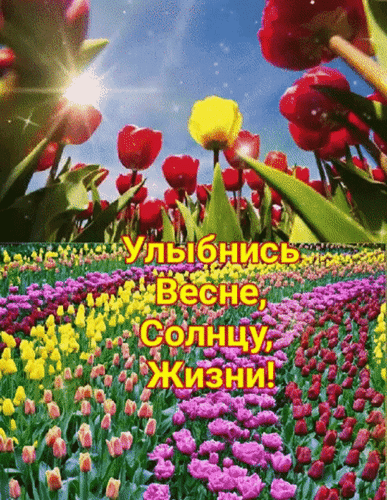 Весенняя открытка с тюльпанами и надписью «Улыбнись Весне, Солнцу, Жизни!». Яркие цветы под солнечным светом для позитивного настроения и поздравлений. Анимированная открытка Улыбнись Весне, Солнцу, Жизни! Красочное и позитивное изображение, разделенное на две части. На верхней части — яркие красные и желтые тюльпаны под ослепительным солнечным светом на голубом небе. На нижней части — бескрайнее поле разноцветных тюльпанов (розовых, желтых, красных), уходящее к горизонту. Поверх изображения наложен поздравительный текст на русском языке золотистыми буквами: Улыбнись Весне, Солнцу, Жизни!