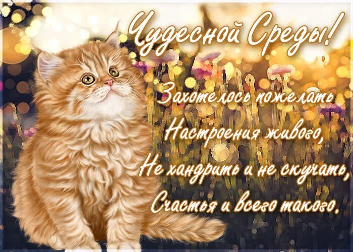 Милая открытка с рыжим котенком и пожеланием чудесной среды! Позитивное изображение для поднятия настроения в середине недели. Открытка Чудесной Среды! Милая открытка с пушистым рыжим котенком на фоне солнечного поля цветов. На изображении расположен поздравительный текст на русском языке: «Чудесной среды! Захотелось пожелать настроения живого, не хандрить и не скучать, счастья и всего такого». Идеально подходит для отправки в мессенджерах (WhatsApp, Viber) и социальных сетях, чтобы поднять настроение друзьям и близким в середине недели