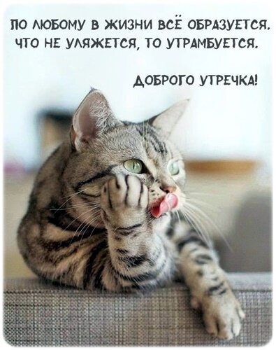 Мем с милой кошкой и мотивирующей надписью: «По любому в жизни все образуется... Доброго утречка!». Идеально для доброго утра и хорошего настроения. Открытка Доброе УТРО! Забавный мем с милой полосатой кошкой, которая умывается лапкой. На картинке размещен оптимистичный и ироничный текст на русском языке: «По любому в жизни все образуется. Что не уляжется, то утрамбуется. Доброго утречка!»