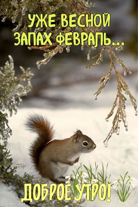 Доброе утро! Красивая открытка с милой белкой и надписью о запахе весны в феврале. Уютное зимнее поздравление для хорошего настроения. Открытка Уде весной запах февраль... Доброе утро! Красивая поздравительная открытка с изображением милой рыжей белки на фоне зимнего пейзажа с заснеженными ветками хвойного дерева. На картинке размещен вдохновляющий текст на русском языке: «УЖЕ ВЕСНОЙ ЗАПАХ ФЕВРАЛЬ...» в верхней части и пожелание «ДОБРОЕ УТРО!» в нижней части. Атмосферное изображение передает предчувствие скорой весны, сочетая зимнюю эстетику и нежность природы