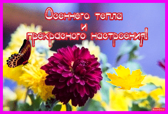 Красивая осенняя открытка с бордовым цветком, бабочкой и кленовым листом. Надпись: «Осеннего тепла и прекрасного настроения!» для теплых пожеланий. Анимированная открытка Осеннего тепла и прекрасного настроения! Красивая осенняя открытка с крупным темно-бордовым цветком (георгином) в центре композиции. На фоне видны размытые желтые цветы, летящий осенний кленовый лист и изящная бабочка. На картинке расположена яркая поздравительная надпись на русском языке: Осеннего тепла и прекрасного настроения!