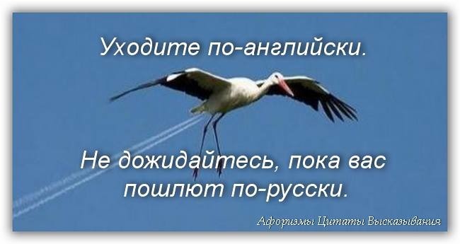 Картинка с афоризмом: «Уходите по-английски. Не дожидайтесь, пока вас пошлют по-русски» на фоне летящего аиста. Ироничная цитата для соцсетей. Открытка Уходите по-английски. Не дожидайтесь, пока вас пошлют по-русски. Изображение представляет собой философскую цитату на фоне летящего белого аиста. На картинке размещен текст на русском языке: «Уходите по-английски. Не дожидайтесь, пока вас пошлют по-русски». Текст выполнен белым шрифтом с легкой тенью для читаемости. В правом нижнем углу находится водяной знак «Афоризмы Цитаты Высказывания»
