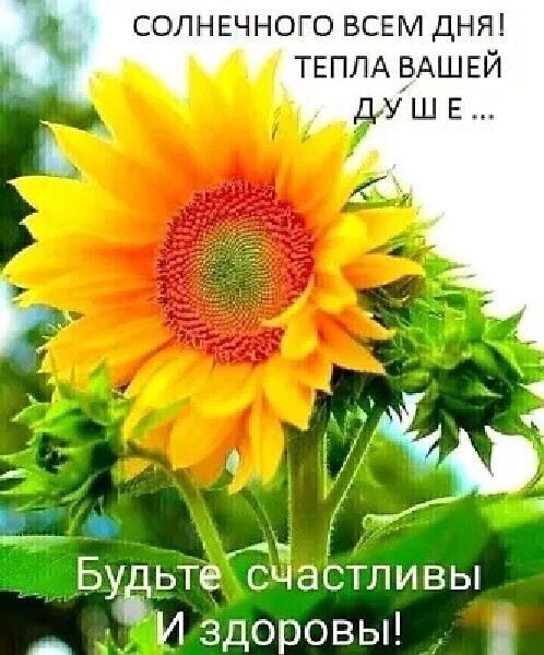 Красочная открытка с подсолнухом и добрыми пожеланиями: «Солнечного дня, тепла душе, будьте счастливы и здоровы!». Позитивное приветствие для близких. Открытка Солнечного ВСЕМ ДНЯ! Тепла Вашей ДУШЕ… Будьте счастливы И здоровы! Яркая и позитивная открытка с изображением крупного цветущего подсолнуха. На фоне солнечного света видны лепестки насыщенного желтого цвета и текстурная сердцевина цветка. На картинке размещен вдохновляющий текст на русском языке: «Солнечного всем дня! Тепла вашей душе... Будьте счастливы и здоровы!»