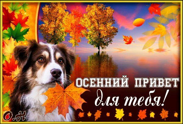 Милая осенняя открытка с щенком и золотыми листьями. Надпись: «Осенний привет для тебя!». Теплая и уютная картинка для поздравлений в осенний сезон. Открытка Осенний приват для тебя! Красочное осеннее изображение с милым щенком и яркими кленовыми листьями. На картинке изображен пушистый пес на фоне золотого осеннего пейзажа с деревьями, отражающимися в спокойной воде. Текст на русском языке «Осенний привет для тебя!» создает уютную и теплую атмосферу