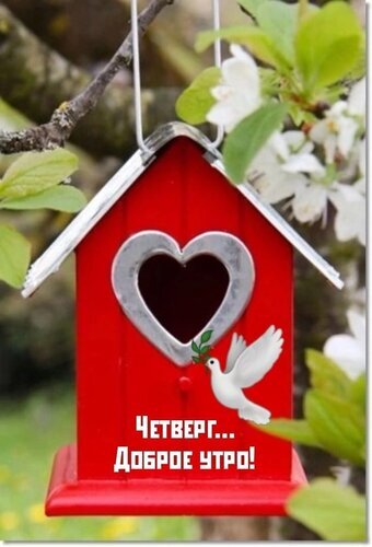 Красивое пожелание доброго утра на четверг: красный домик-скворечник с сердцем, белая птица и весенние цветы. Идеальная открытка для мессенджеров. Открытка Четверг, Доброе утро! Милое и уютное изображение красного деревянного скворечника в форме домика с вырезанным в центре сердцем. На фоне скворечника видны нежные белые цветы и зеленая листва весеннего сада. Справа на скворечнике сидит белая птица с веточкой в клюве. На переднем плане расположена приветственная надпись на русском языке: «Четверг... Доброе утро!»