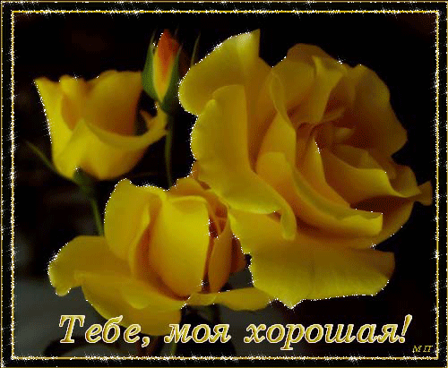 Красивая открытка с желтыми розами и надписью «Тебе, моя хорошая!». Идеально подходит для поздравления и пожелания приятного дня любимой женщине или подруге. Анимированная открытка Тебе, моя хорошая! Красивое поздравительное изображение с нежными желтыми розами на темном фоне. На картинке изображены распускающиеся бутоны и пышные цветы, создающие атмосферу тепла и радости. В нижней части расположена надпись на русском языке: 
