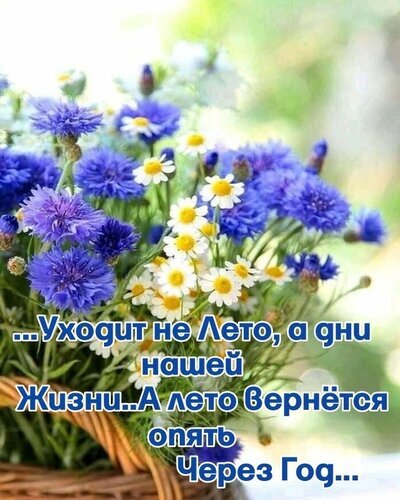 Букет васильков и ромашек в корзине с философской цитатой о жизни и уходящем лете. Красивая эстетичная картинка для соцсетей и вдохновения. Открытка До свидания, лето Красивое эстетичное изображение букета полевых цветов (васильков и ромашек) в плетеной корзине с философской цитатой на русском языке. На картинке изображены яркие синие васильки и нежные белые ромашки на светлом размытом фоне. Текст гласит: «...Уходит не Лето, а дни нашей жизни.. А лето вернется опять Через Год...»