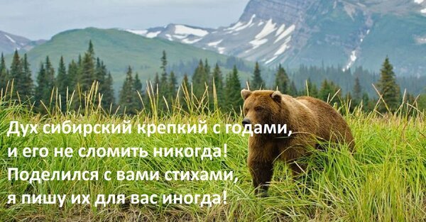 Вдохновляющая цитата о сибирском духе на фоне медведя и горного пейзажа. Мотивационные стихи о стойкости и красоте сибирской природы. Открытка Дух сибирский крепкий с годами, и его не сломить никогда! Поделился с вами стихами, я пишу их для Красивое пейзажное изображение с бурым медведем, гуляющим среди высокой травы на фоне величественных гор и хвойного леса. На картинке наложен вдохновляющий текст на русском языке: «Дух сибирский крепкий с годами, и его не сломить никогда! Поделился с вами стихами, я пишу их для вас иногда!». Изображение передает атмосферу сибирской природы, стойкости и поэтического настроения