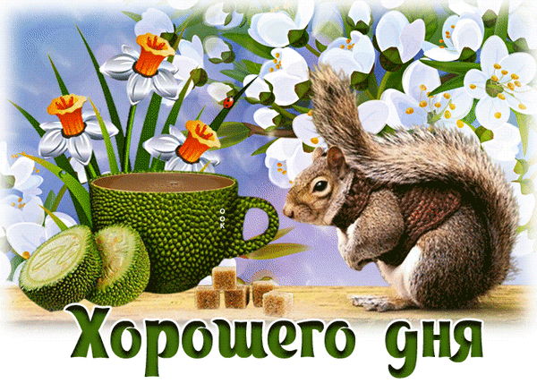 Милая открытка с белкой, чашкой кофе и цветами. Пожелание «Хорошего дня» для поднятия настроения. Красивое изображение для отправки друзьям и близким. Анимированная открытка Хорошего дня Красочная праздничная открытка с изображением милой белки, сидящей рядом с чашкой кофе и нежными белыми цветами. На переднем плане видны кусочки сахара и дольки свежего огурца или лайма. Композиция дополнена яркими нарциссами и весенним цветением. В нижней части картинки крупная надпись на русском языке «Хорошего дня»