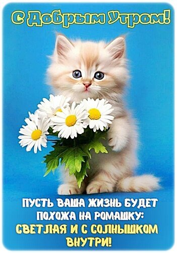 Милая открытка «С добрым утром!» с пушистым котенком и букетом ромашек. Позитивное пожелание светлого дня для близких и друзей. Открытка Доброе утро! Милая открытка с пушистым рыжим котенком, который держит букет белоснежных ромашек. На изображении на фоне ярко-голубого неба красуется вдохновляющая надпись на русском языке: «С добрым утром! Пусть ваша жизнь будет похожа на ромашку: светлая и с солнышком внутри!». Эта добрая и позитивная картинка идеально подходит для того, чтобы пожелать прекрасного начала дня друзьям, близким или коллегам в мессенджерах и социальных сетях