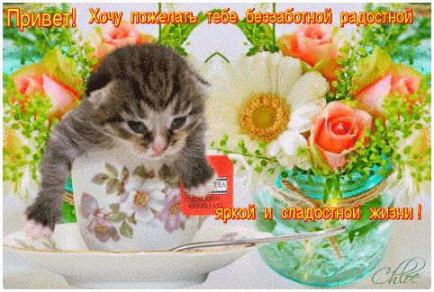 Милая открытка с котенком в чашке и цветами. Пожелание беззаботной и сладкой жизни. Идеально для доброго утра и душевного приветствия в соцсетях. Анимированная открытка Привет! Хочу пожелать тебе беззаботной радостной яркой и сладостной жизни! Милая и добрая поздравительная открытка с изображением маленького пушистого котенка, выглядывающего из чайной чашки. Композиция дополнена пышным букетом нежных розовых и белых цветов (розы и герберы). На картинке наложен праздничный текст на русском языке: 