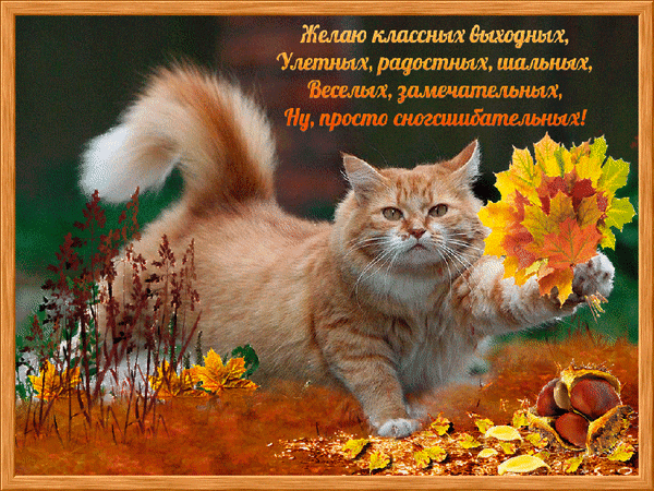 Яркая открытка с рыжим котом и осенними листьями. Текст: «Желаю классных выходных!». Милое поздравление с выходными в осеннем стиле для друзей и близких. Анимированная открытка Желаю классных выходных, улетных, радостных, шальных... Красочная поздравительная открытка с рыжим пушистым котом в осеннем антураже. На изображении изображен милый кот, держащий букет золотых осенних листьев на фоне яркой осенней природы. В верхней части картинки расположен текст на русском языке: «Желаю классных выходных, Улетных, радостных, шальных, Веселых, замечательных, Ну, просто сногсшибательных!». Изображение оформлено в деревянную рамку, создавая уютную атмосферу