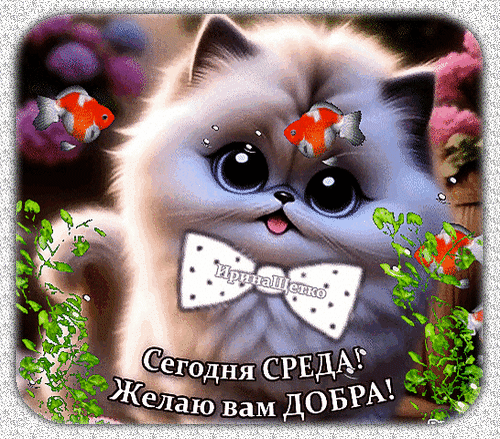 Милая открытка с котенком на среду: Сегодня СРЕДА! Желаю вам ДОБРА!. Позитивное пожелание хорошего дня для друзей и близких. Анимированная открытка Сегодня среда! Милая и очаровательная открытка с пушистым котенком в галстуке-бабочке. На фоне изображены золотые рыбки и зелень. На картинке надпись на русском языке: Сегодня СРЕДА! Желаю вам ДОБРА!. Идеально подходит для отправки друзьям и близким в мессенджерах и социальных сетях, чтобы поднять настроение в середине недели