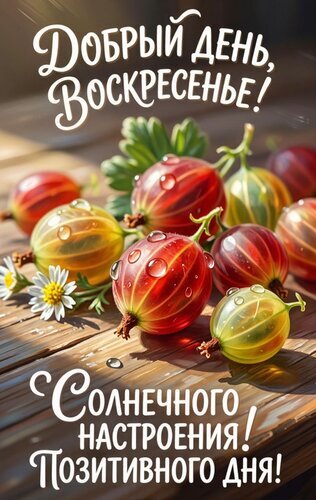 Яркая открытка «Добрый день, воскресенье!». Сочные ягоды крыжовника и пожелания солнечного настроения. Идеально для доброго утра в выходной день! Открытка Доброго воскресного дня Красивая и яркая открытка для поздравления с воскресеньем. На изображении крупным планом представлены аппетитные, спелые ягоды крыжовника с капельками росы на деревянном фоне, залитом солнечным светом. Текст на русском языке гласит: «Добрый день, воскресенье! Солнечного настроения! Позитивного дня!»