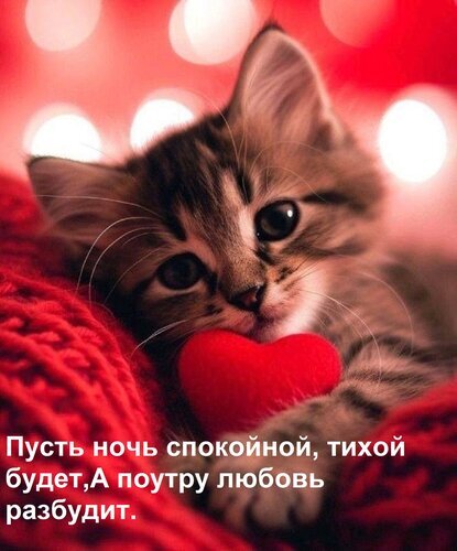 Милый котенок с красным сердцем на уютном пледе. Романтическая открытка на ночь с добрыми пожеланиями на русском языке. Открытка Пусть ночь спокойной, тихой будет, А поутру любовь разбудит. Милое изображение маленького полосатого котенка, уютно устроившегося на мягком красном вязаном пледе. Котенок прижимает к себе ярко-красное сердце. На картинке размещен текст на русском языке с пожеланием спокойной ночи: «Пусть ночь спокойной, тихой будет, А поутру любовь разбудит»