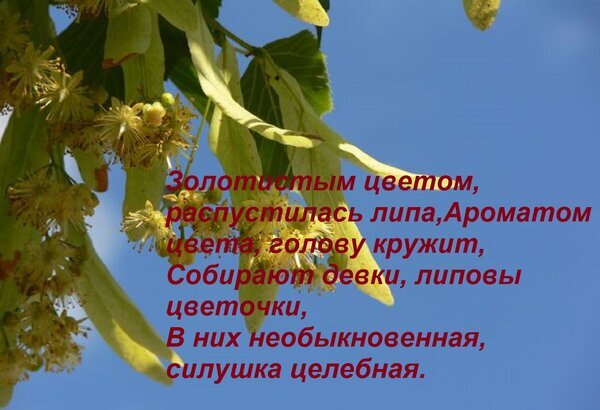 Цветущая липа на фоне голубого неба с поэтическим текстом о целебных свойствах и аромате липового цвета. Иллюстрация для тем о природе и траволечении. Открытка Золотистым цветом, распустилась липа, Ароматом цвета, голову кружит, Собирают девки, липовы цветочки На изображении запечатлены цветущие ветви липы на фоне ярко-голубого летнего неба. Крупным планом показаны нежные желтоватые соцветия и характерные листовые прицветники. Поверх изображения наложен поэтический текст на русском языке, воспевающий аромат и целебные свойства липового цвета