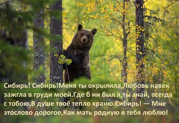 Атмосферное фото медведя в осеннем сибирском лесу с трогательным стихотворением о любви к родной Сибири. Идеально для открыток и постов о природе. Открытка Сибирь! Сибирь! Меня ты окрылила, Любовь навек зажгла в груди моей. Где б ни был я, ты знай, всегда Красивое атмосферное изображение с бурым медведем в осеннем сибирском лесу. На фоне золотистой листвы и высоких сосен наложен лирический текст о любви к Сибири. Картинка передает дух дикой природы, теплоту родного края и глубокую эмоциональную привязанность к сибирской земле Атмосферное фото медведя в осеннем сибирском лесу с трогательным стихотворением о любви к родной Сибири. Идеально для открыток и постов о природе. Открытка Сибирь! Сибирь! Меня ты окрылила, Любовь навек зажгла в груди моей. Где б ни был я, ты знай, всегда Красивое атмосферное изображение с бурым медведем в осеннем сибирском лесу. На фоне золотистой листвы и высоких сосен наложен лирический текст о любви к Сибири. Картинка передает дух дикой природы, теплоту родного края и глубокую эмоциональную привязанность к сибирской земле